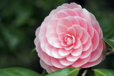 Camelia japonica Foto Shutterstock