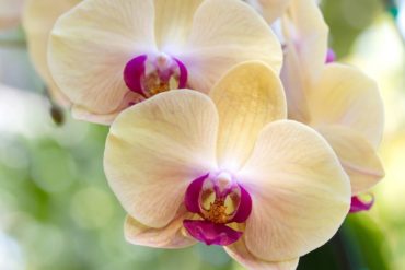 Orquidea